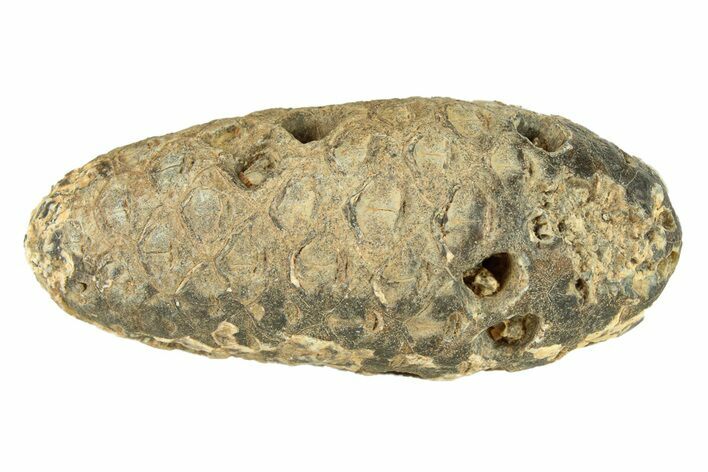 Fossil Seed Cone (Or Aggregate Fruit) - Morocco #288796